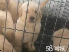 小狗配大狗视频,小狗与大狗的欢乐碰撞瞬间
