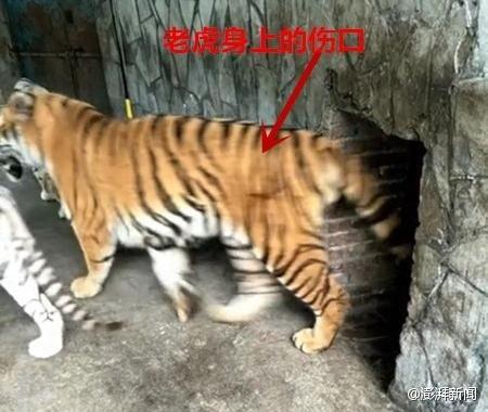 四虎视频在线播放,畅享在线影视盛宴