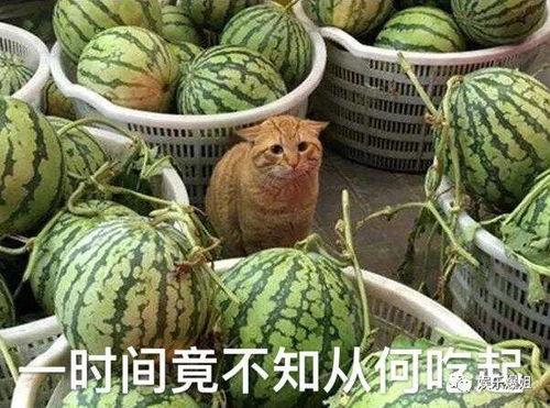 吃瓜爆料怎么拍,如何轻松拍出热门话题