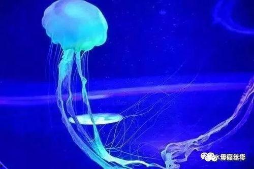 水母视频,水母的神秘世界
