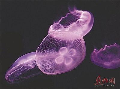 水母视频,水母的神秘世界