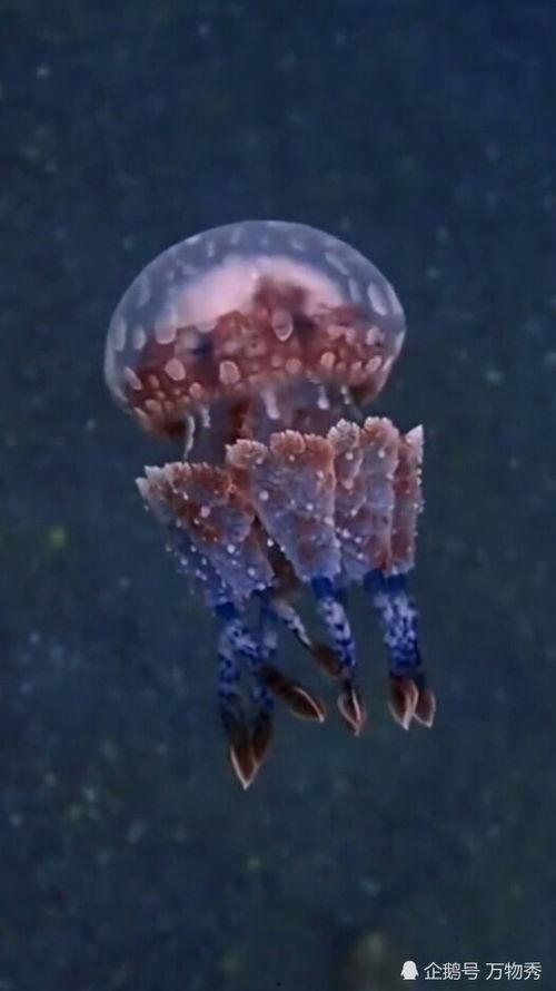 水母视频,水母的神秘世界