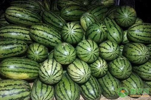 今日美都精品瓜报价,新鲜美味，尽享夏日清凉时光”