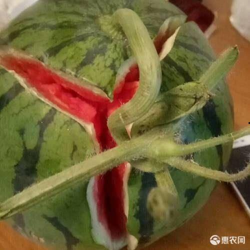 今日美都精品瓜报价,新鲜美味，尽享夏日清凉时光”