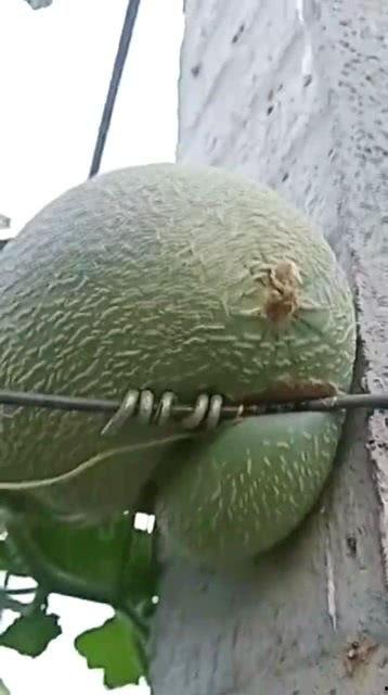唐山哈密瓜今日价格,价格行情一览”