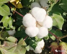 瓜州今日棉花收购价,行情波动下的市场动态