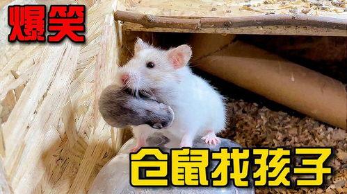 小仓鼠搞笑视频大全,小仓鼠搞笑视频大盘点