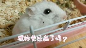 小仓鼠搞笑视频大全,小仓鼠搞笑视频大盘点