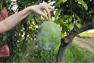 爆料吃瓜攀枝花,揭秘吃瓜群众的爆料真相