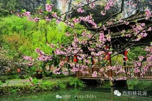 桃花源视频,探寻世外桃源的神秘之旅
