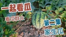 今日天吃最大的瓜,揭秘惊天大瓜，谁是幕后黑手？