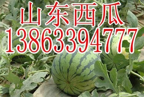 滑县瓜今日行情,丰收喜悦与价格波动并存