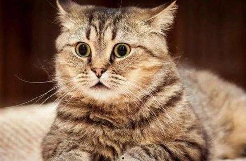 猫咪视频网,萌宠瞬间，治愈你的心灵