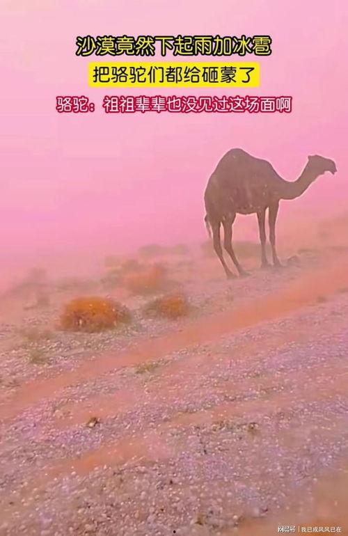 沙漠骆驼视频,探寻丝绸之路上的传奇之旅
