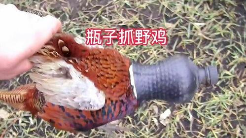 野鸡视频,揭秘野鸡视频背后的真相与影响