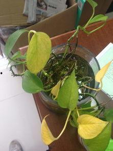 绿萝视频,揭秘家居绿植养护秘籍