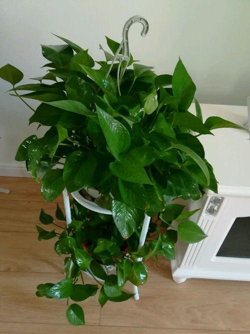 绿萝视频,揭秘家居绿植养护秘籍