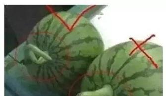 各种爆料吃瓜群,吃瓜群爆料背后的真相与内幕