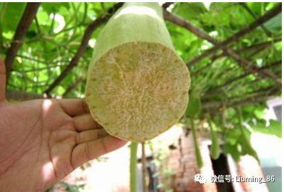 今日砍瓜价格,实惠与品质并存