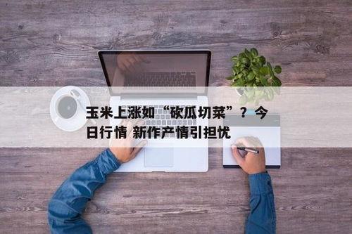 今日砍瓜价格,实惠与品质并存