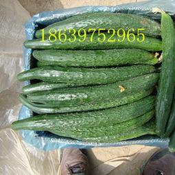 夏邑县今日瓜价,新鲜上市，价格实惠，尽享夏日清凉