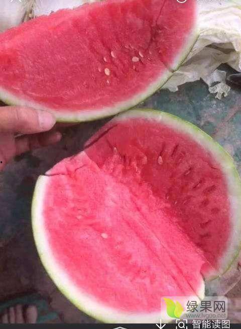 夏邑县今日瓜价,新鲜上市，价格实惠，尽享夏日清凉