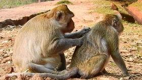 老虎交配视频,一场震撼的自然交配奇观