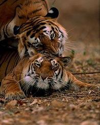 老虎交配视频,一场震撼的自然交配奇观