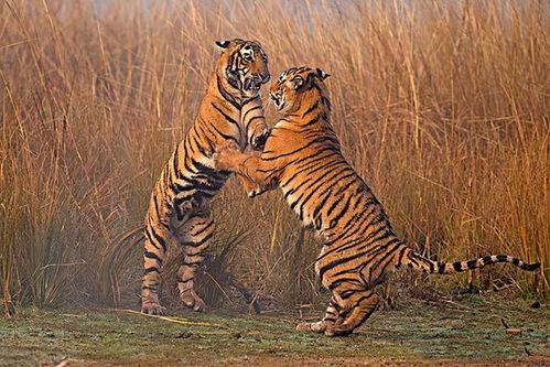 老虎交配视频,一场震撼的自然交配奇观