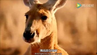 袋鼠视频,探索奇妙动物世界的窗口