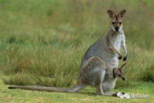 袋鼠视频,探索奇妙动物世界的窗口