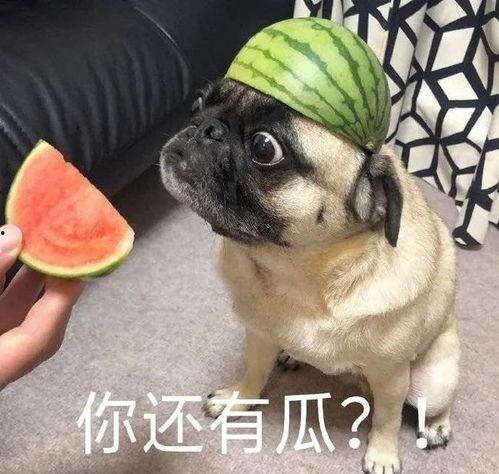 吃瓜爆料图片大全表情包,揭秘娱乐圈幕后故事