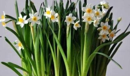 水仙视频,揭秘神秘水仙花背后的美丽传说与养护技巧