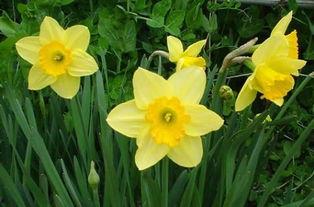 水仙视频,揭秘神秘水仙花背后的美丽传说与养护技巧