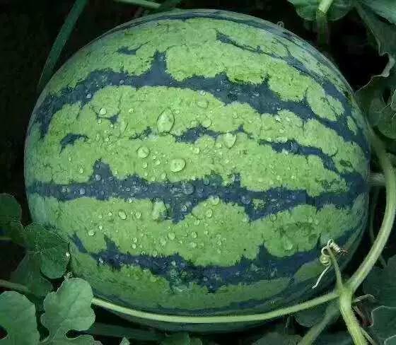 独家黑料吃瓜种子资源站,揭秘娱乐圈幕后真相