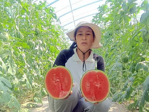 郑州中牟吊瓜今日价格,新鲜上市，实惠抢购！