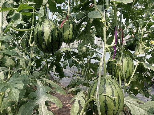 郑州中牟吊瓜今日价格,新鲜上市，实惠抢购！