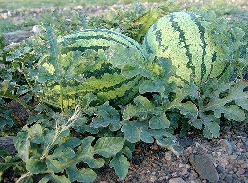 新疆硒砂瓜今日行情走势,今日走势稳健，品质优势凸显