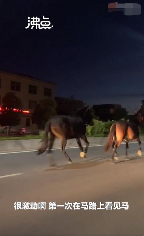 马奔跑的视频,速度与激情的视觉盛宴