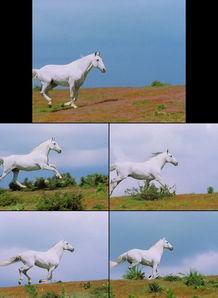 马奔跑的视频,速度与激情的视觉盛宴