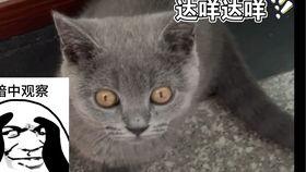 蓝猫视频,探索奇幻世界，畅游知识海洋