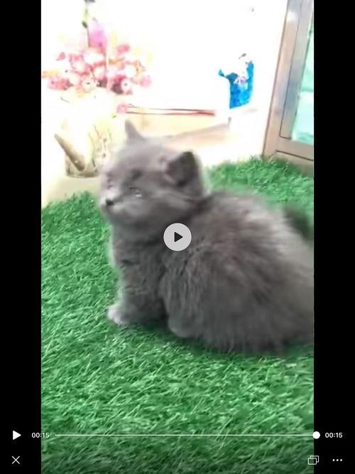 蓝猫视频,探索奇幻世界，畅游知识海洋