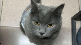 蓝猫视频,探索奇幻世界，畅游知识海洋