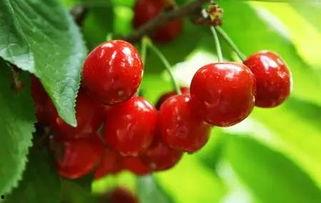 今日万邦吊瓜价格,涨跌波动解析