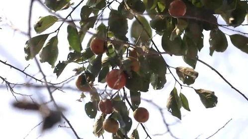 今日万邦吊瓜价格,涨跌波动解析