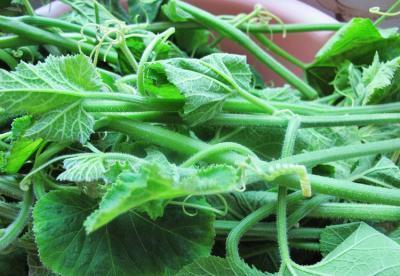 吃蔬菜黑瓜有什么好处,营养丰富的健康之选