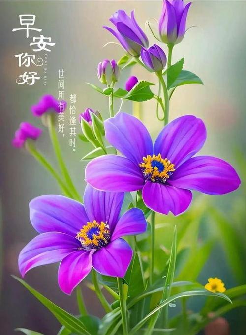 每天早上问候视频,温暖心灵的第一缕阳光