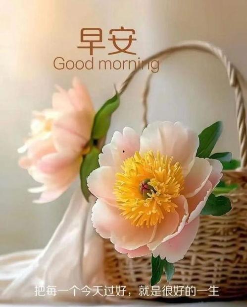 每天早上问候视频,温暖心灵的第一缕阳光