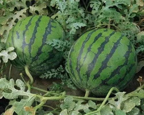 溧阳吃瓜新闻爆料是真的吗,真相揭秘，是真是假？