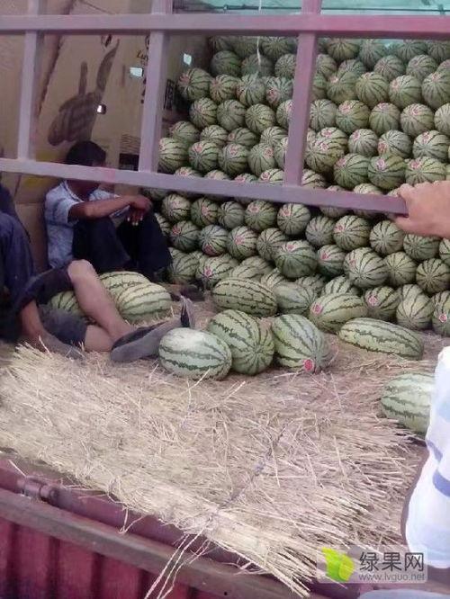 石家庄麒麟瓜今日价格,价格行情一览”
